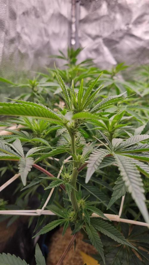 Midnight Candy HappyPlant420 SOIL. Week 10 - Day 7