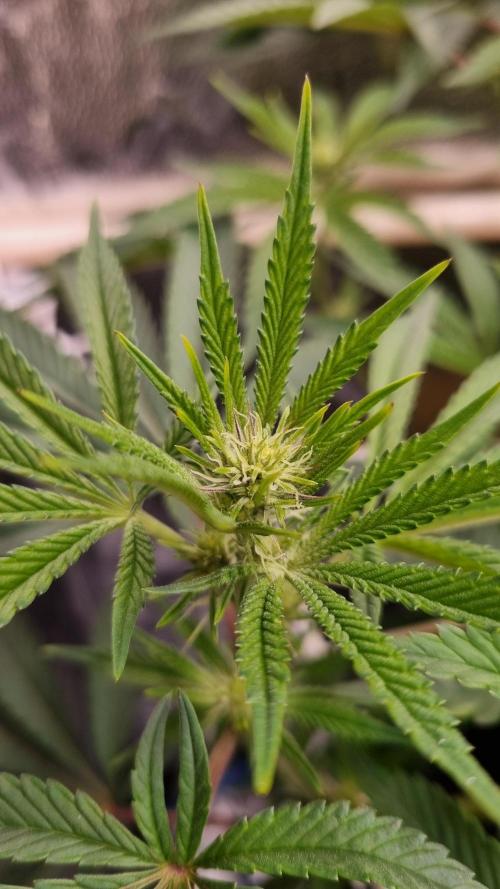 Midnight Candy HappyPlant420 SOIL. Week 10 - Day 7