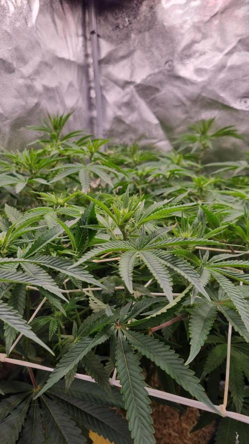 Midnight Candy HappyPlant420 SOIL. Week 10 - Day 7