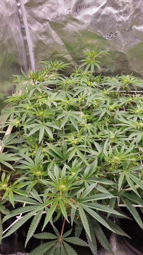 Midnight Candy HappyPlant420 SOIL. Week 10 - Day 7