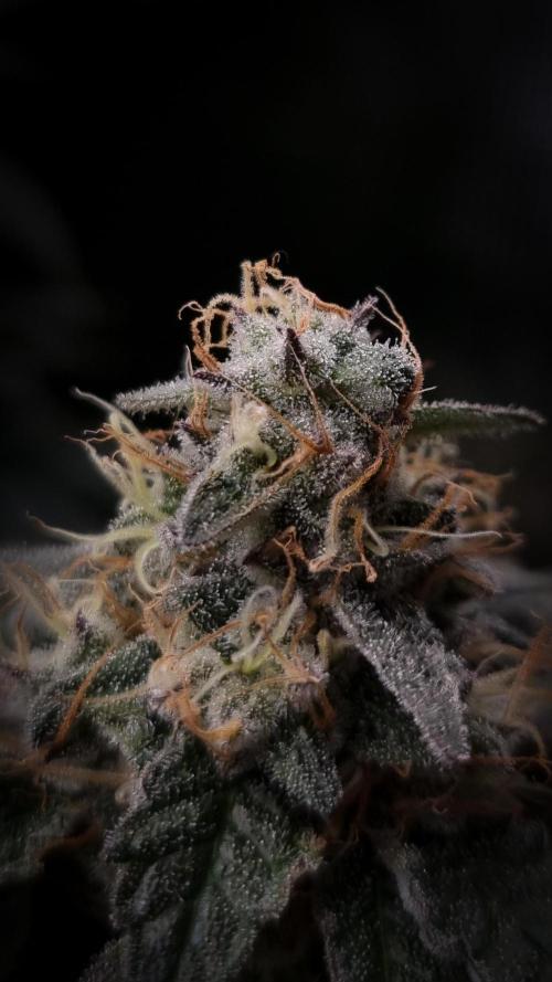 Garlic Cookies Pureinstinto NFT. Week 14 - Day 49