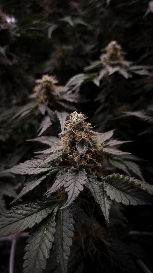 Garlic Cookies Pureinstinto NFT. Week 14 - Day 49