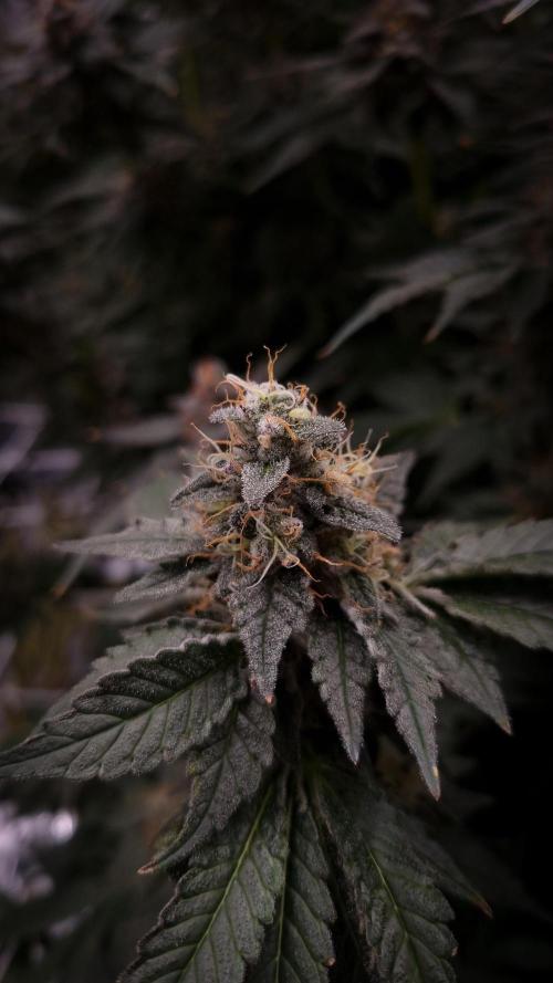 Garlic Cookies Pureinstinto NFT. Week 14 - Day 49