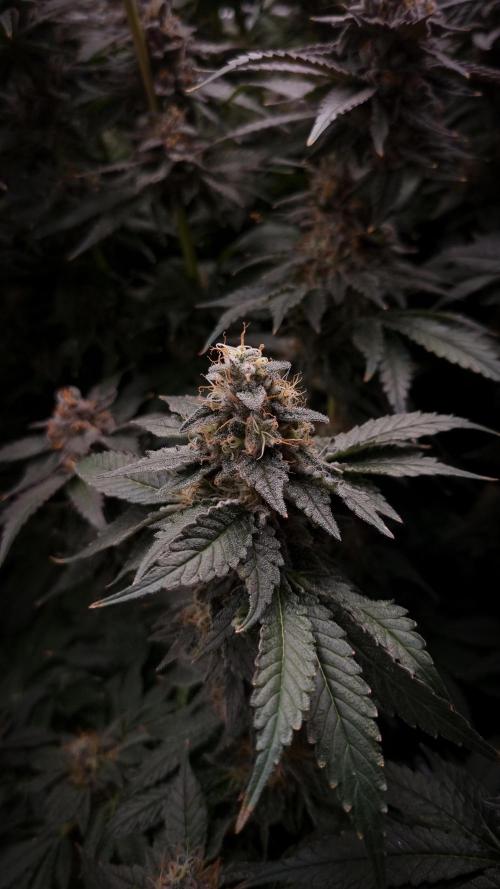 Garlic Cookies Pureinstinto NFT. Week 14 - Day 49