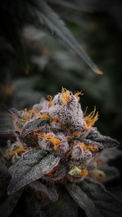 Papayton Fastbuds NFT. Week 14 - Day 49