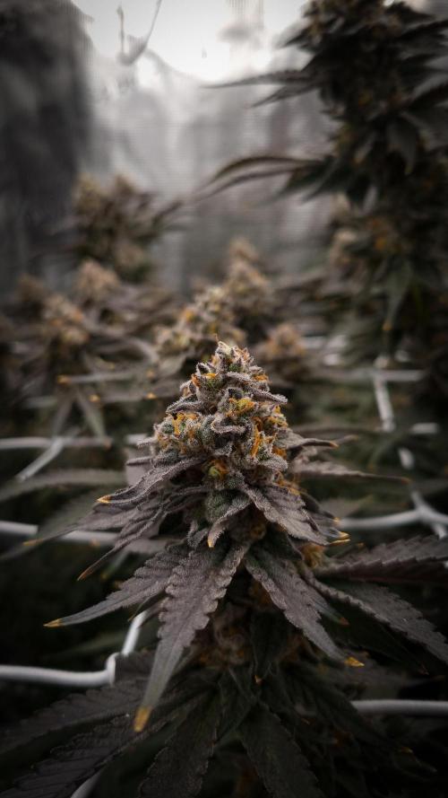 Papayton Fastbuds NFT. Week 14 - Day 49