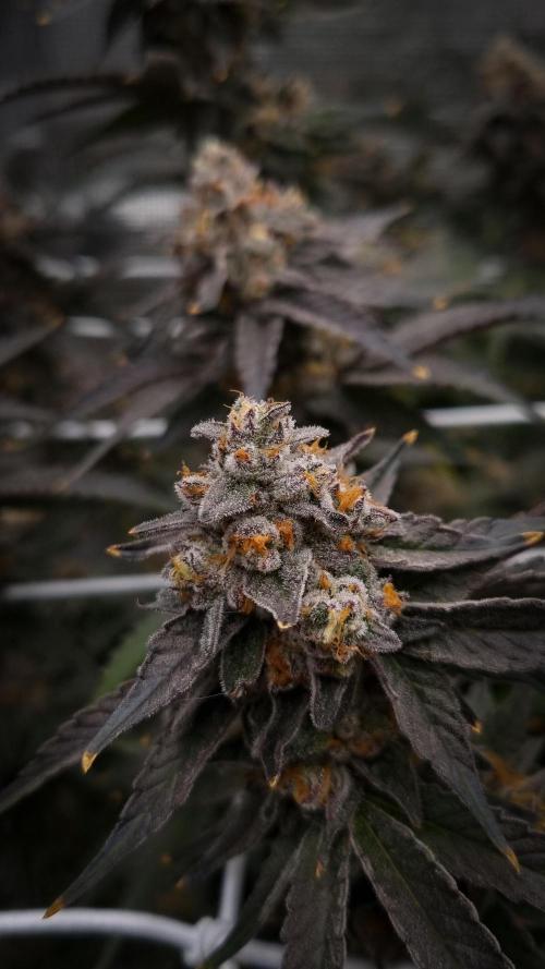 Papayton Fastbuds NFT. Week 14 - Day 49