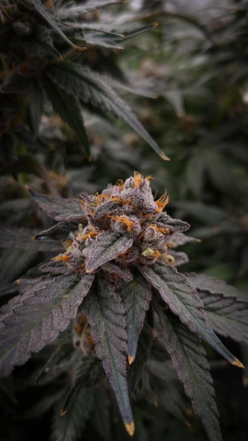 Papayton Fastbuds NFT. Week 14 - Day 49