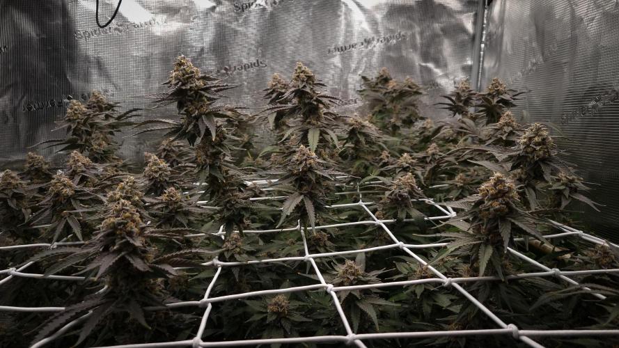 Papayton Fastbuds NFT. Week 14 - Day 49