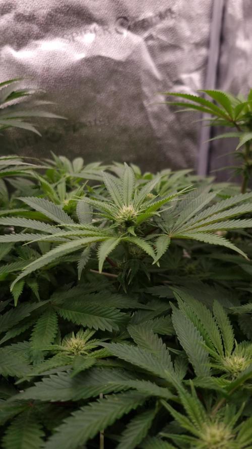 Sherbelato Cake #2 Dutch Passion SOIL. Week 11 - Day 14