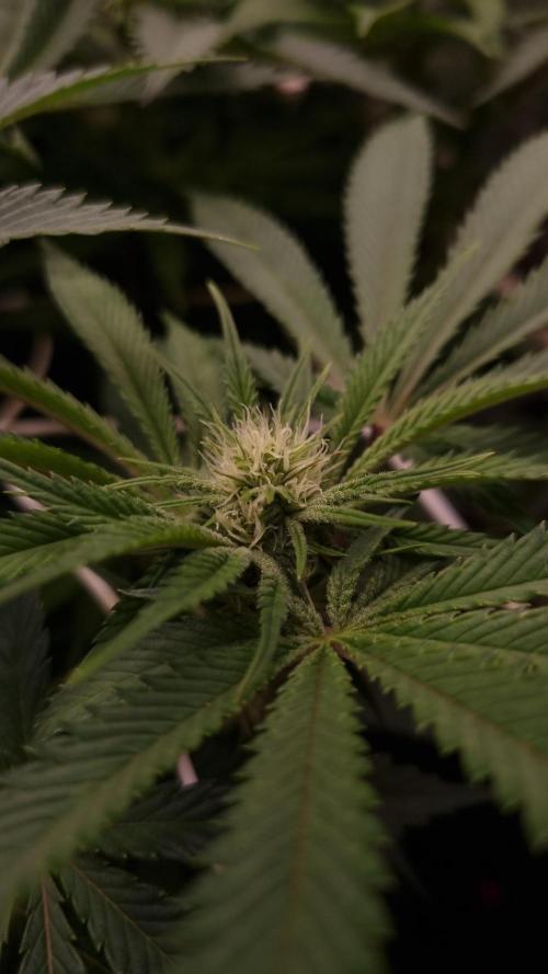 Sherbelato Cake #2 Dutch Passion SOIL. Week 11 - Day 14