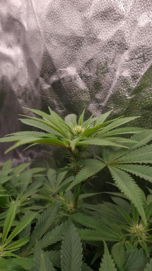 Sherbelato Cake #2 Dutch Passion SOIL. Week 11 - Day 14