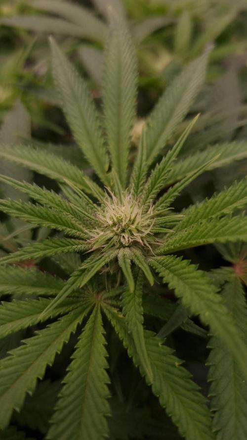 Sherbelato Cake #2 Dutch Passion SOIL. Week 11 - Day 14