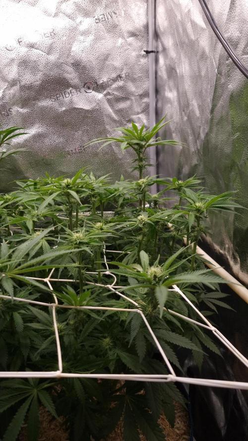 Sherbelato Cake #2 Dutch Passion SOIL. Week 11 - Day 14 after defoliaton