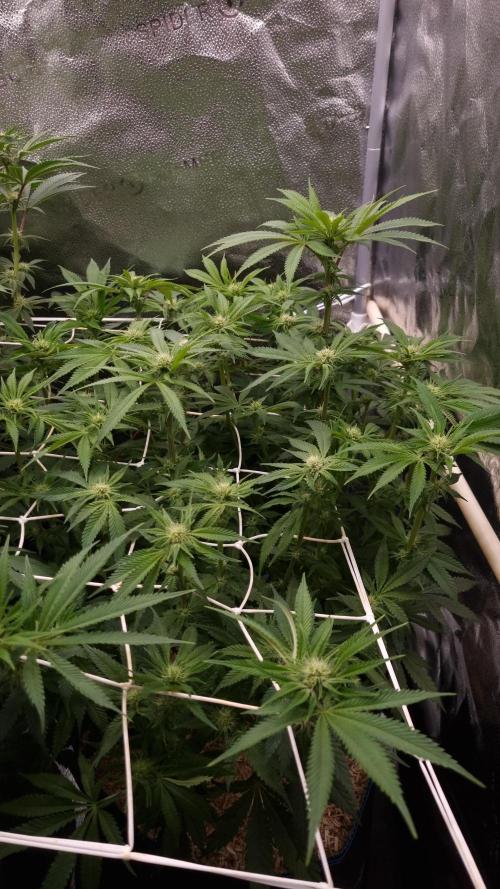 Sherbelato Cake #2 Dutch Passion SOIL. Week 11 - Day 14 after defoliation