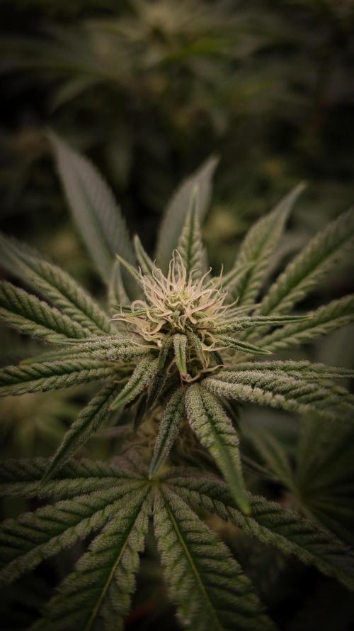 Midnight Candy HappyPlant420 SOIL. Week 11 - Day 14