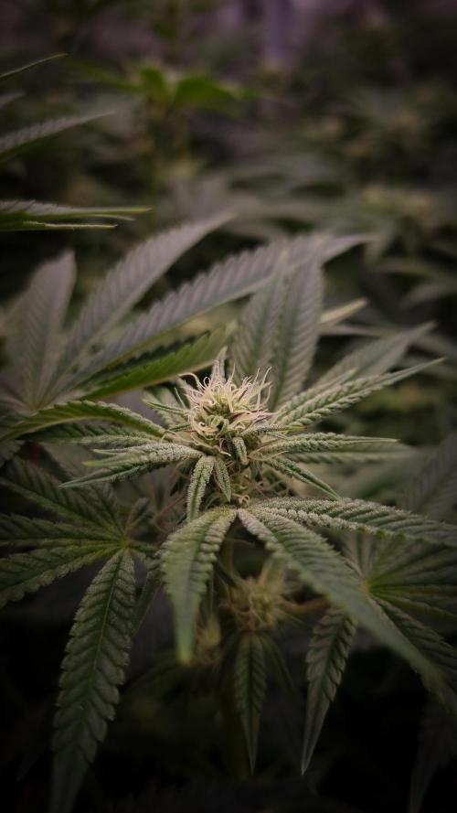 Midnight Candy HappyPlant420 SOIL. Week 11 - Day 14