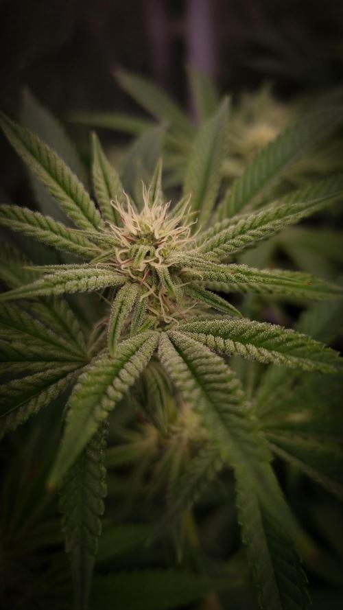 Midnight Candy HappyPlant420 SOIL. Week 11 - Day 14