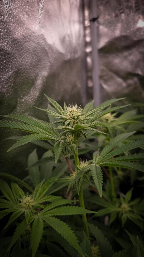 Midnight Candy HappyPlant420 SOIL. Week 11 - Day 14