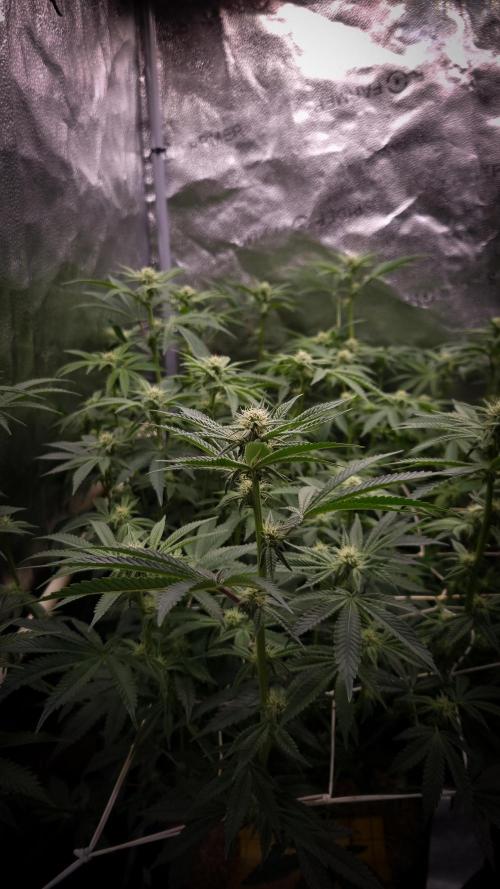 Midnight Candy HappyPlant420 SOIL. Week 11 - Day 14