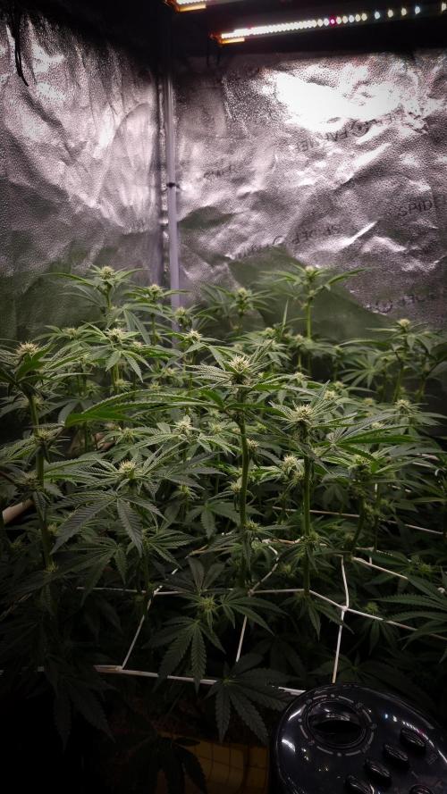 Midnight Candy HappyPlant420 SOIL. Week 11 - Day 14 after defoliation