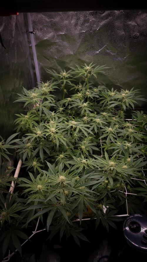 Midnight Candy HappyPlant420 SOIL. Week 11 - Day 14 after defoliation