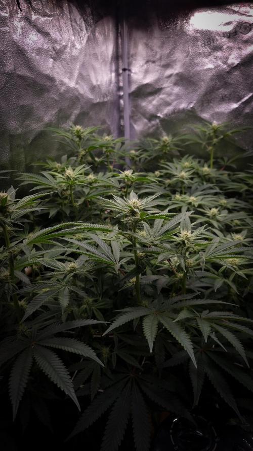 Midnight Candy HappyPlant420 SOIL. Week 11 - Day 14 before defoliation