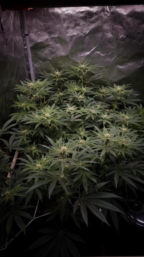 Midnight Candy HappyPlant420 SOIL. Week 11 - Day 14 before defoliation