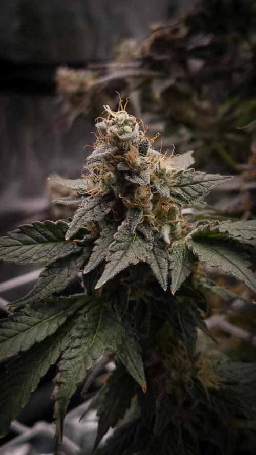 Garlic Cookies Pureinstinto NFT. Week 15 - Day 56