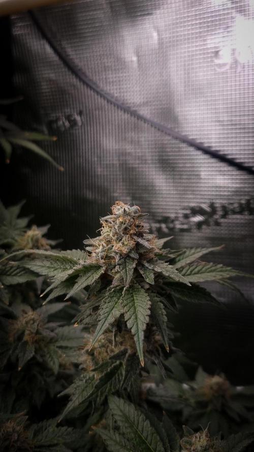 Garlic Cookies Pureinstinto NFT. Week 15 - Day 56