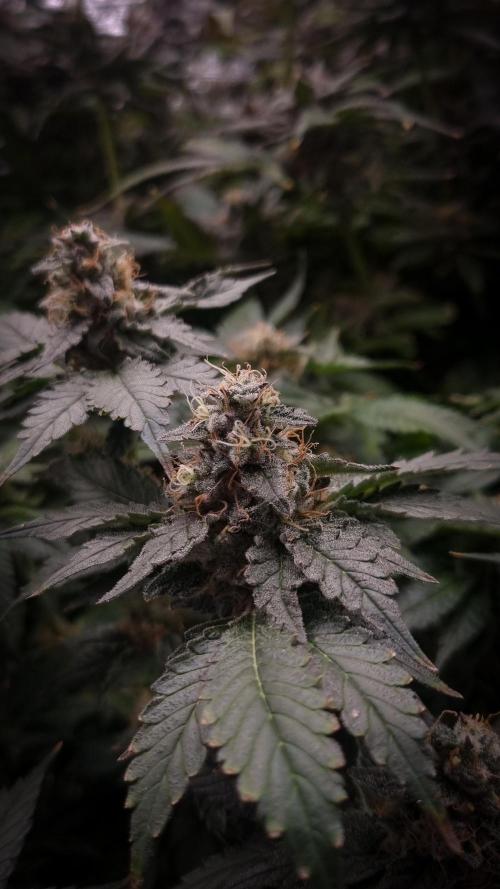 Garlic Cookies Pureinstinto NFT. Week 15 - Day 56