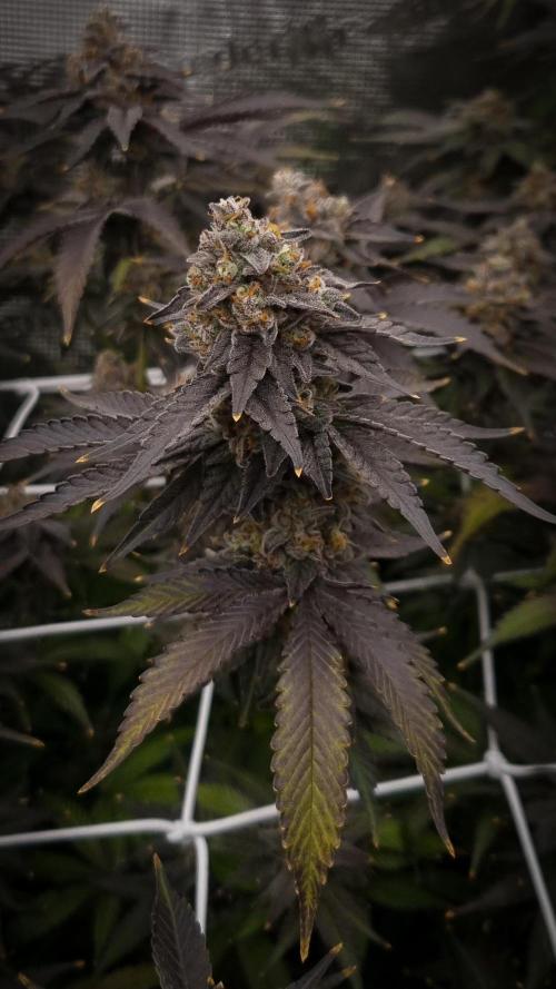 Papayton Fastbuds NFT. Week 15 - Day 56