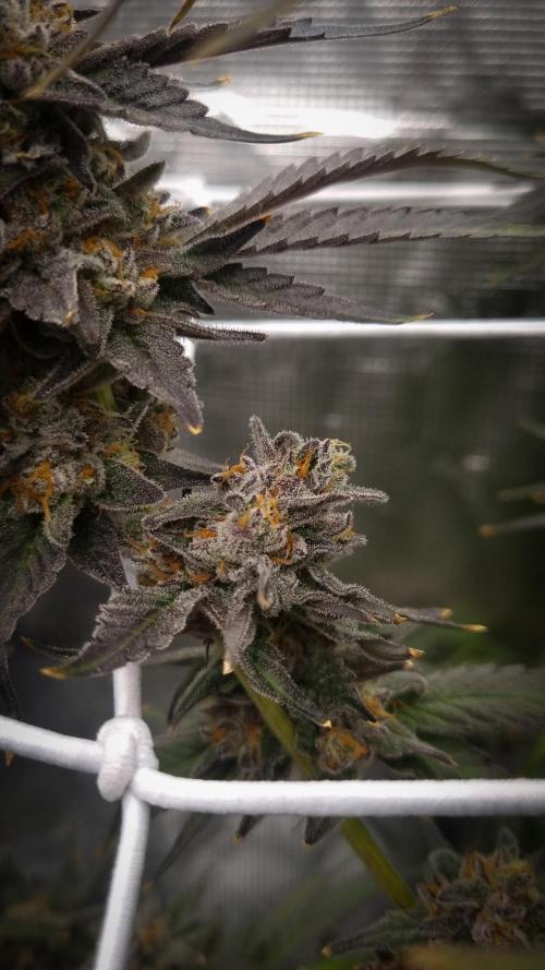 Papayton Fastbuds NFT. Week 15 - Day 56