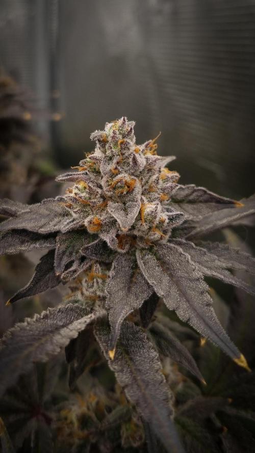 Papayton Fastbuds NFT. Week 15 - Day 56