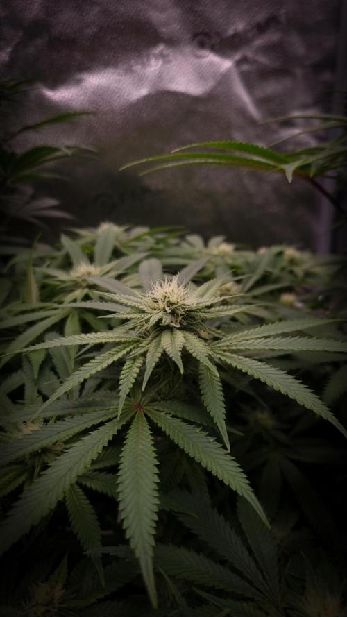 Sherbelato Cake #2 Dutch Passion SOIL. Week 12 - Day 21