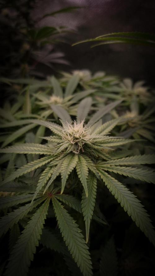 Sherbelato Cake #2 Dutch Passion SOIL. Week 12 - Day 21