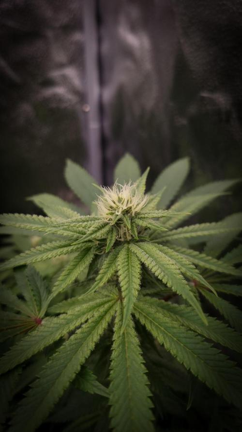 Sherbelato Cake #2 Dutch Passion SOIL. Week 12 - Day 21