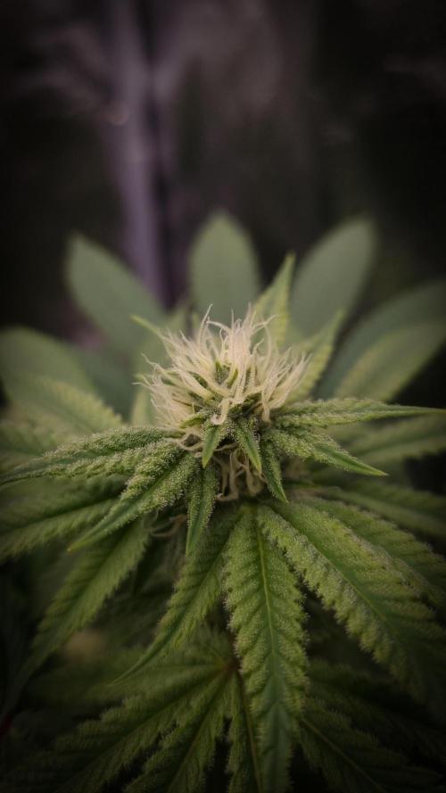 Sherbelato Cake #2 Dutch Passion SOIL. Week 12 - Day 21