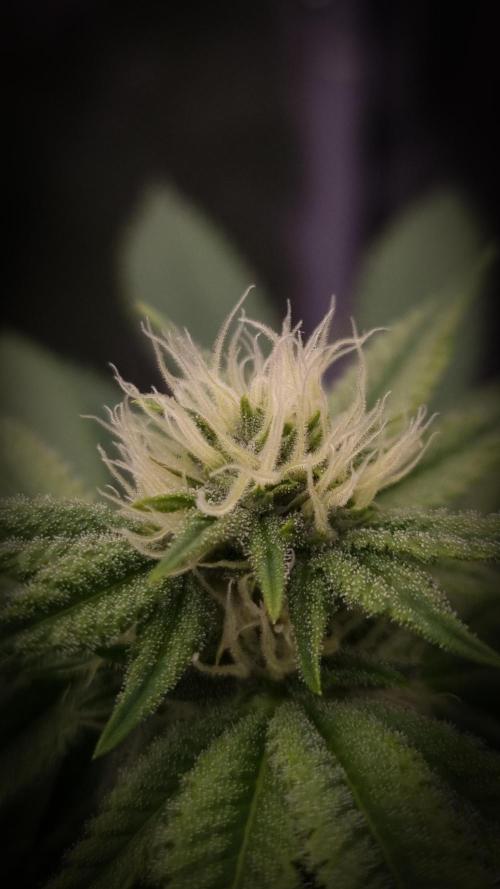 Sherbelato Cake #2 Dutch Passion SOIL. Week 12 - Day 21