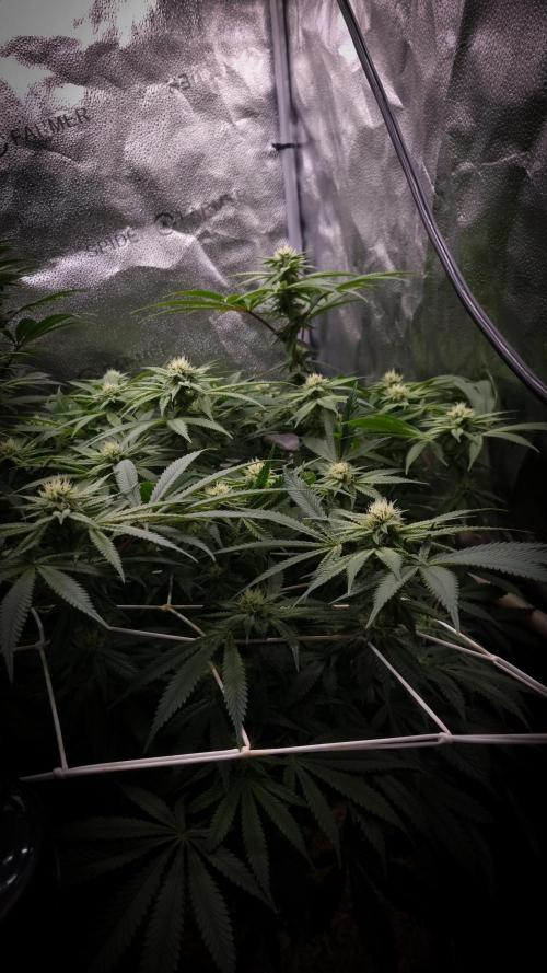 Sherbelato Cake #2 Dutch Passion SOIL. Week 12 - Day 21
