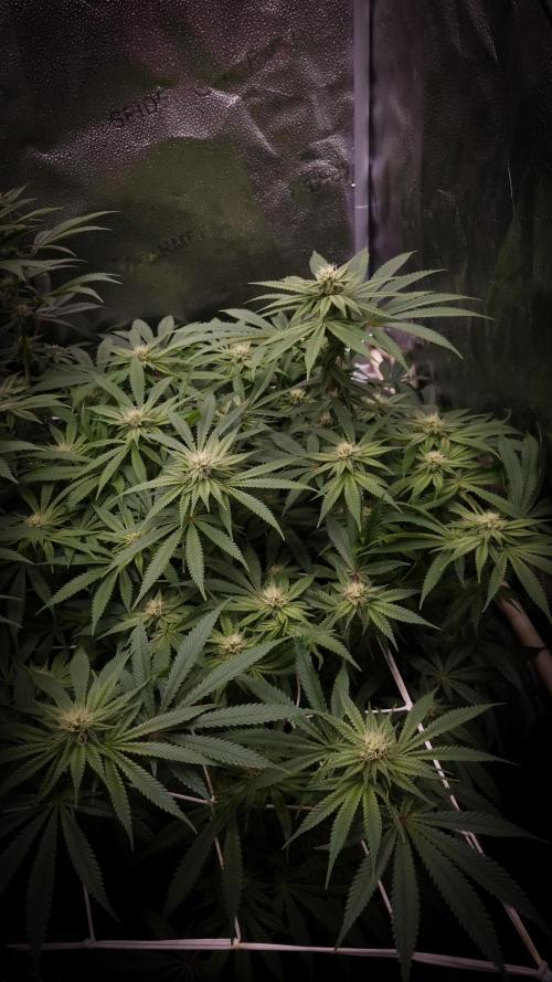 Sherbelato Cake #2 Dutch Passion SOIL. Week 12 - Day 21