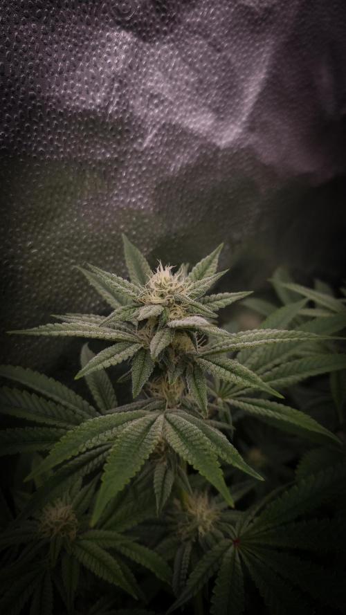 Midnight Candy HappyPlant420 SOIL. Week 12 - Day 21