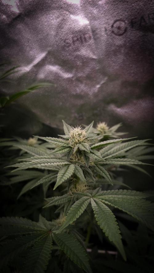 Midnight Candy HappyPlant420 SOIL. Week 12 - Day 21