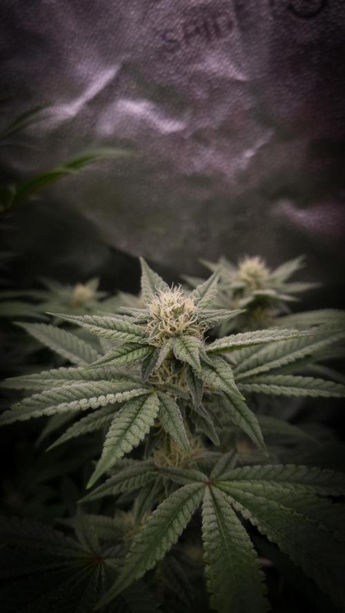 Midnight Candy HappyPlant420 SOIL. Week 12 - Day 21