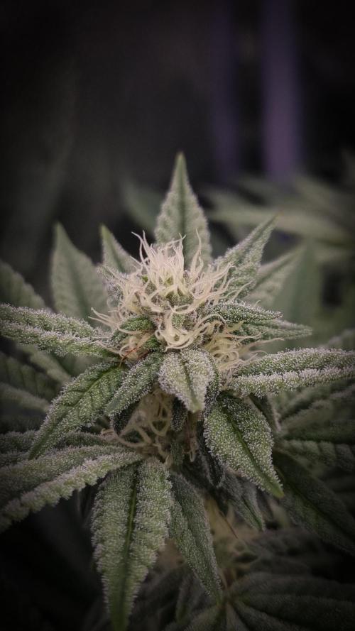 Midnight Candy HappyPlant420 SOIL. Week 12 - Day 21