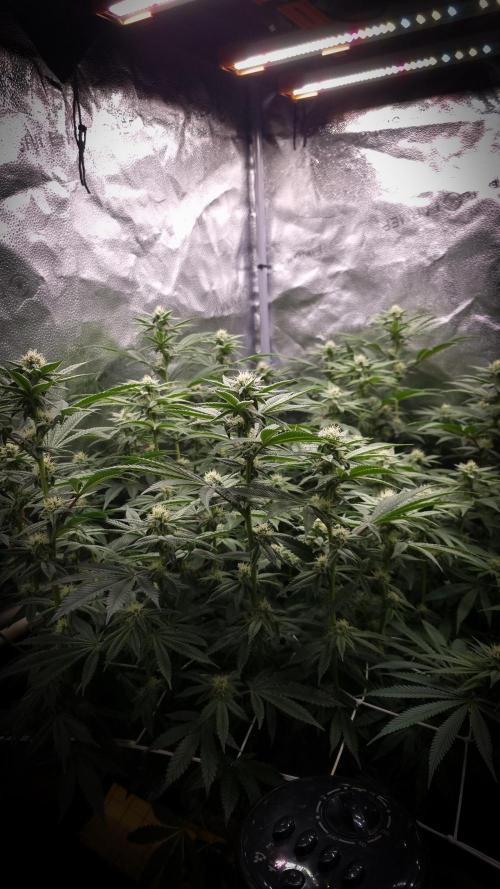 Midnight Candy HappyPlant420 SOIL. Week 12 - Day 21