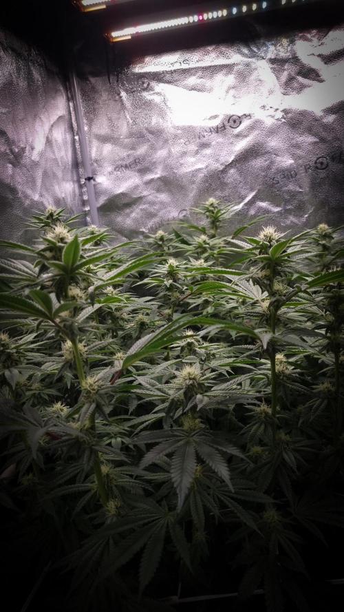 Midnight Candy HappyPlant420 SOIL. Week 12 - Day 21