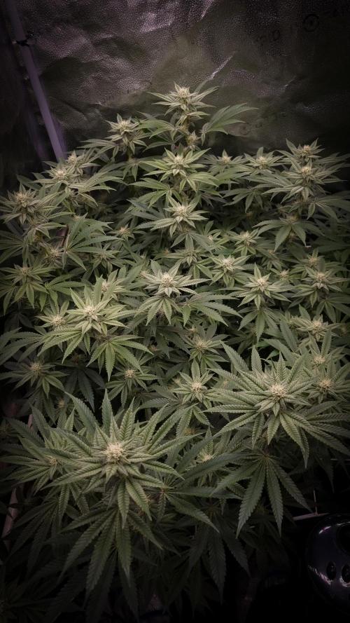 Midnight Candy HappyPlant420 SOIL. Week 12 - Day 21