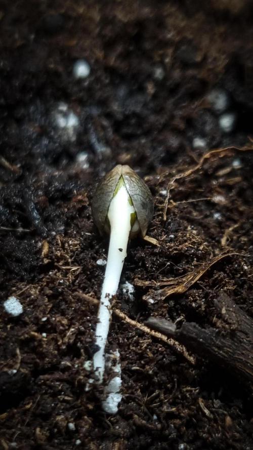 Grandpa Zombie IZI seeds SOIL. Week 0 - Going to soil