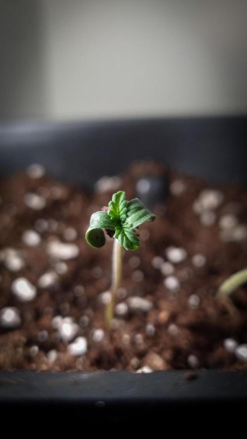 Grandpa Zombie IZI seeds SOIL. Week 0 - Seedling